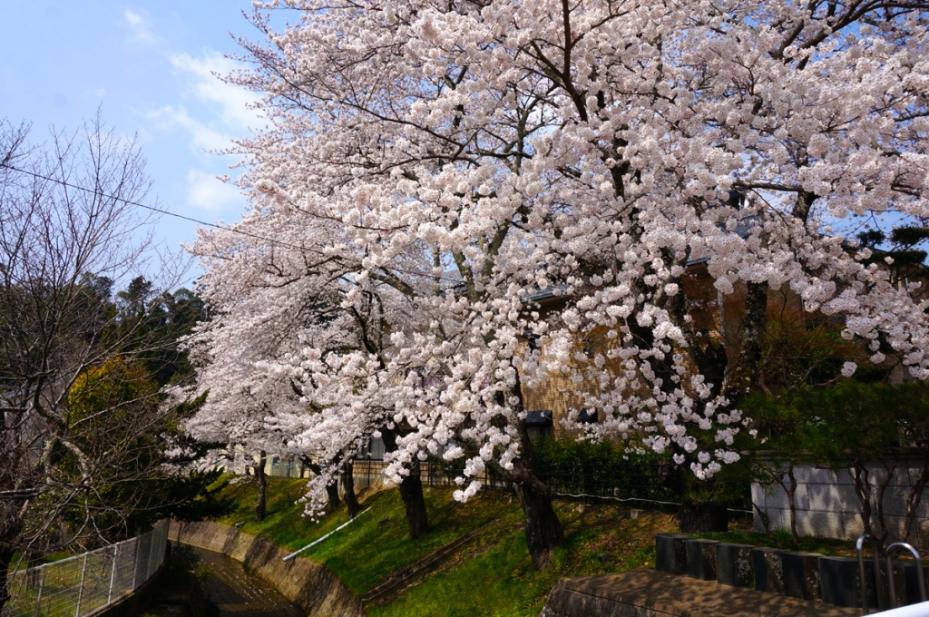 兵庫県立柏原高等学校の桜