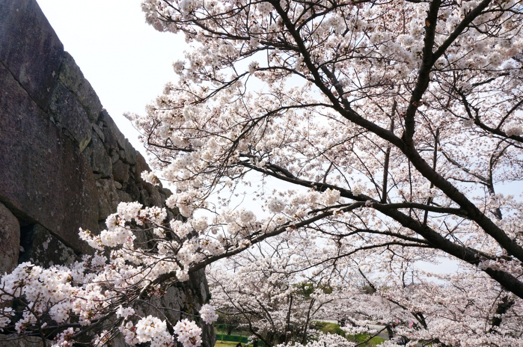 篠山城跡　桜
