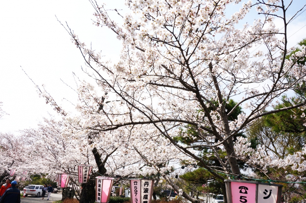 篠山城跡　桜とボンボリ
