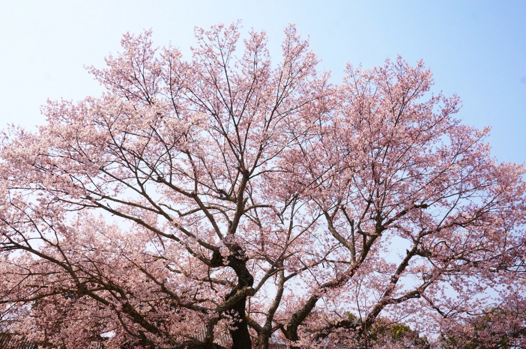 東大寺　大仏殿内の桜